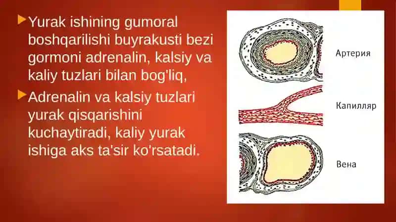 Qonaylanish organlari ishining boshqarilishi 4