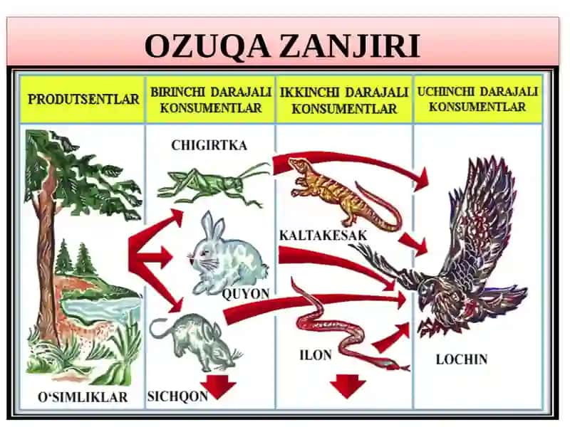 Ekologik  piramidaga oid masalalar yechish 4