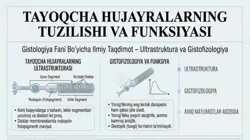 Fotoretseptlar hujayralarning ultrastrukturasi va gistofizologiyasi 4