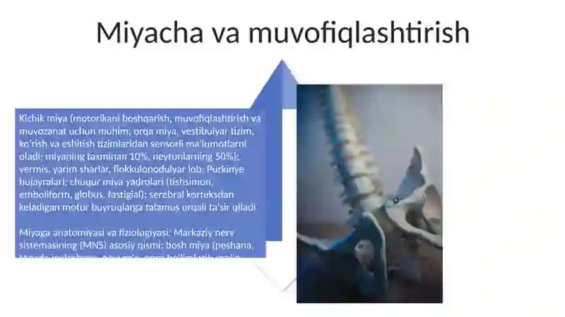 Oraliq miya va miyacha anatomiyasi va fiziologiyasi 4