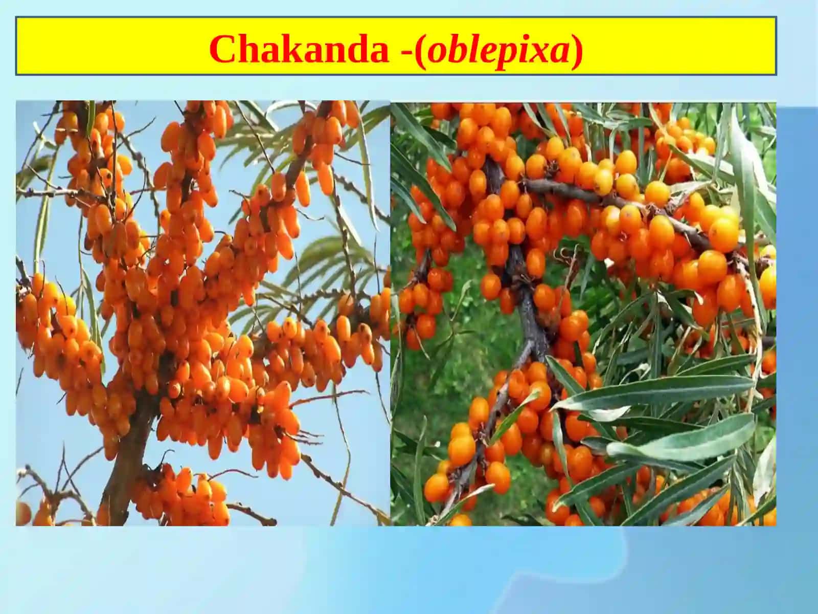 Chakanda (oblepixa) va qalampir zararkunandalari 4