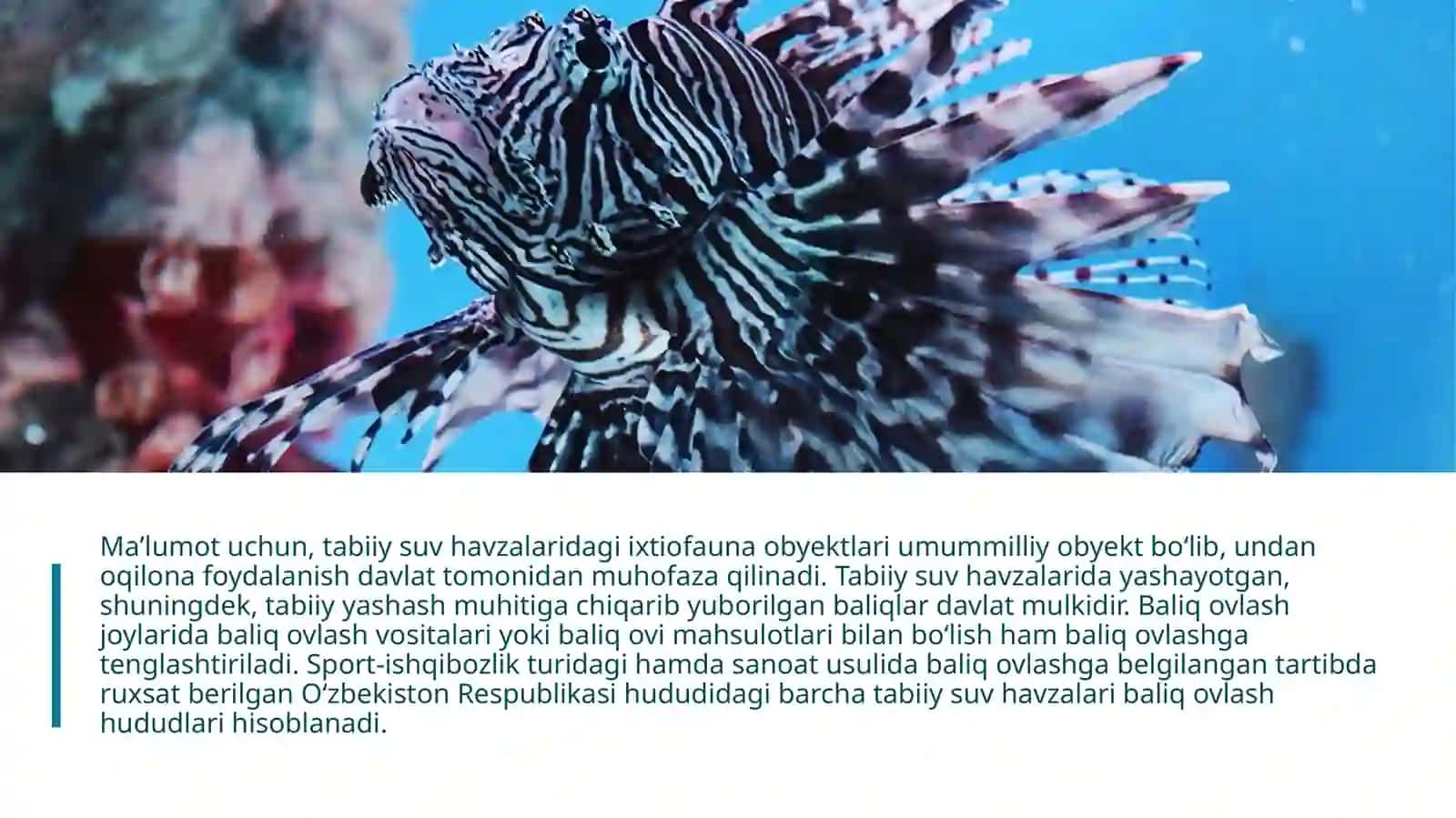 OV QILISH VA BALIQ OVLASHNI HUQUQIY TARTIBGA SOLISH 4