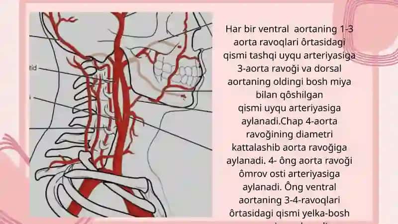 Arteriyalarning tarqalishi 4