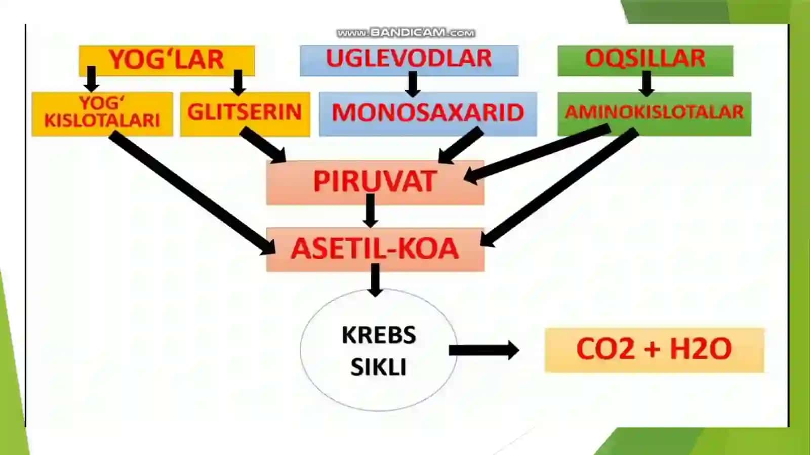 Yog’lar almashinuvining irsiy buzulishlari 4
