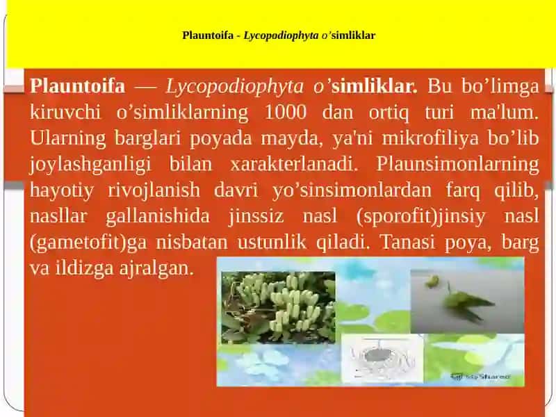 Plauntoifa — Lycopodiophyta o’simliklar bo’limi 4