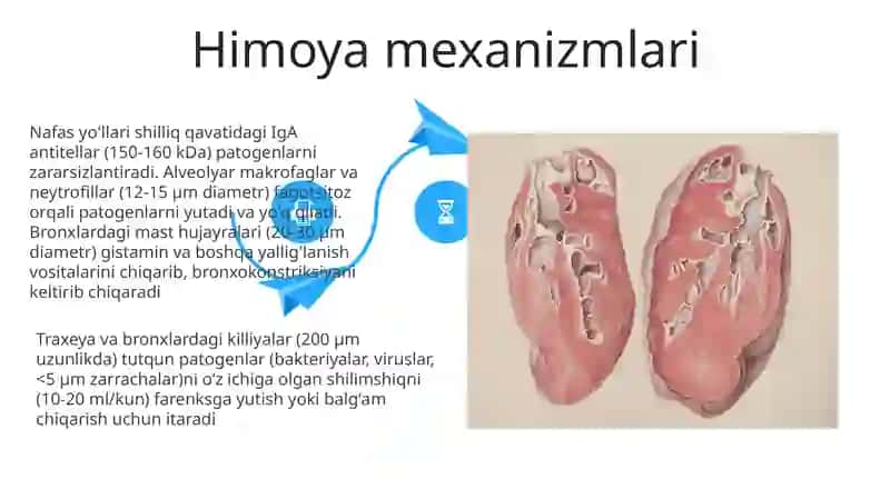 Organizim nafas olish organlari sistemasi 4