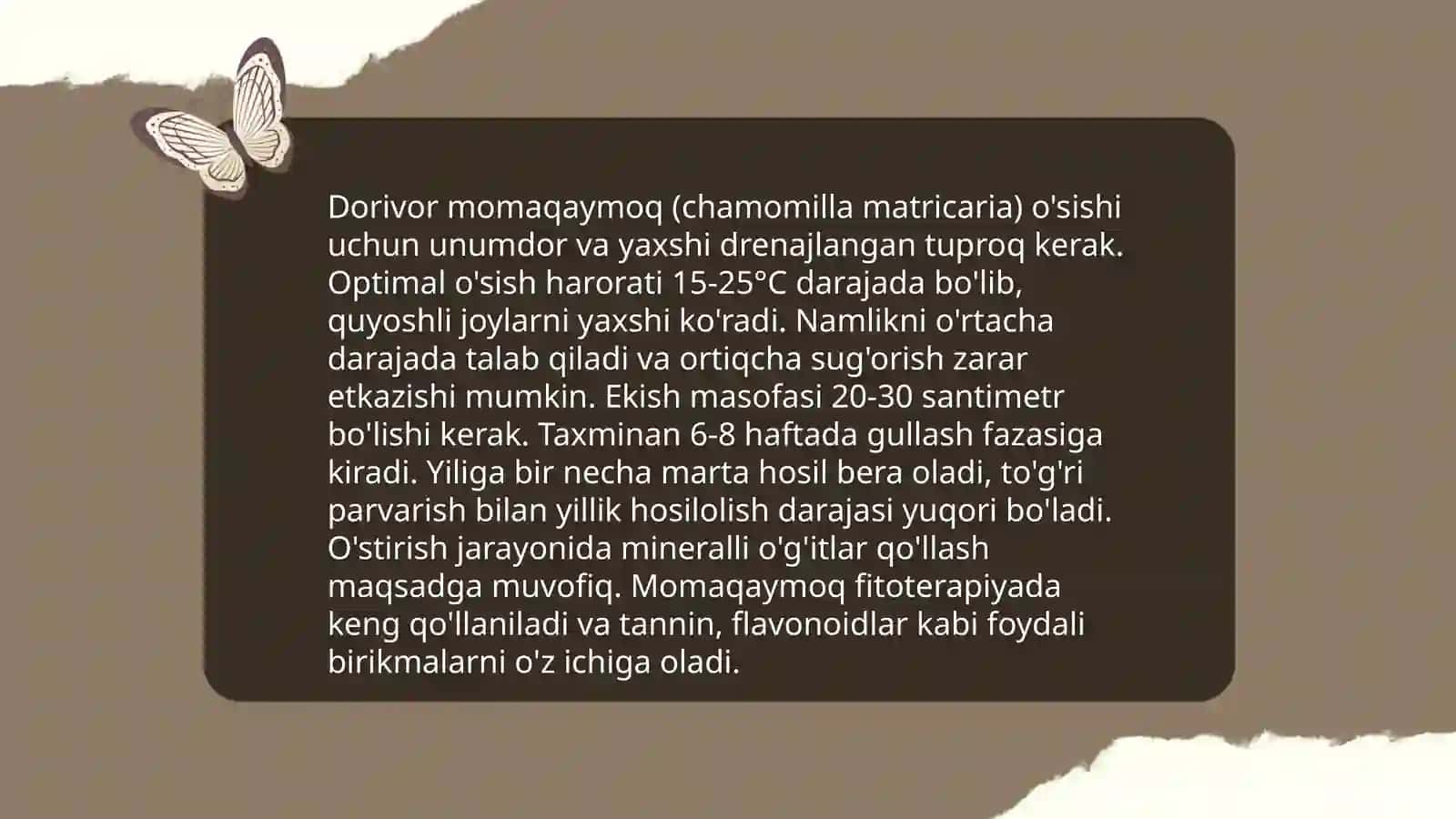 Dorivor Momaqaymoq (Taraxacum officinale 4