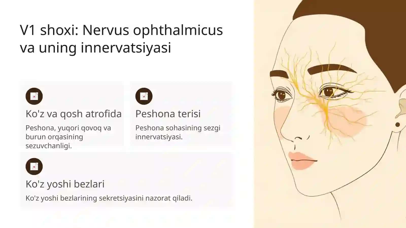 V juft bosh miya nervi: Funksiyalari va klinik ahamiyati 4