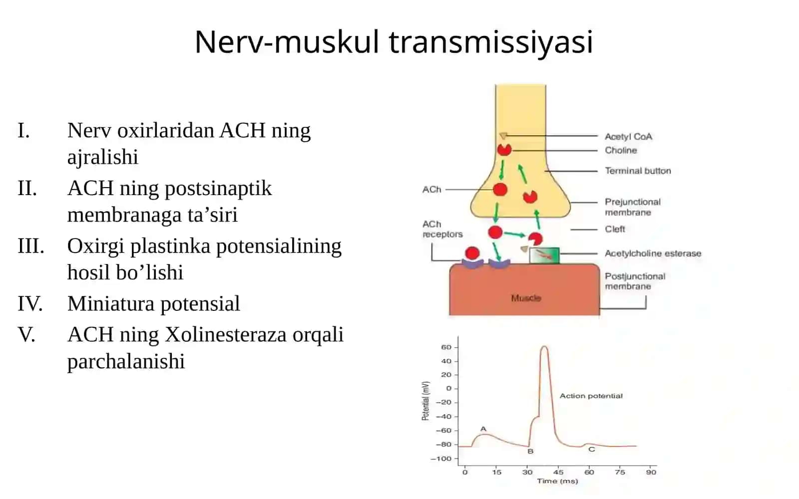 Muskullar Fiziologiyasi 4