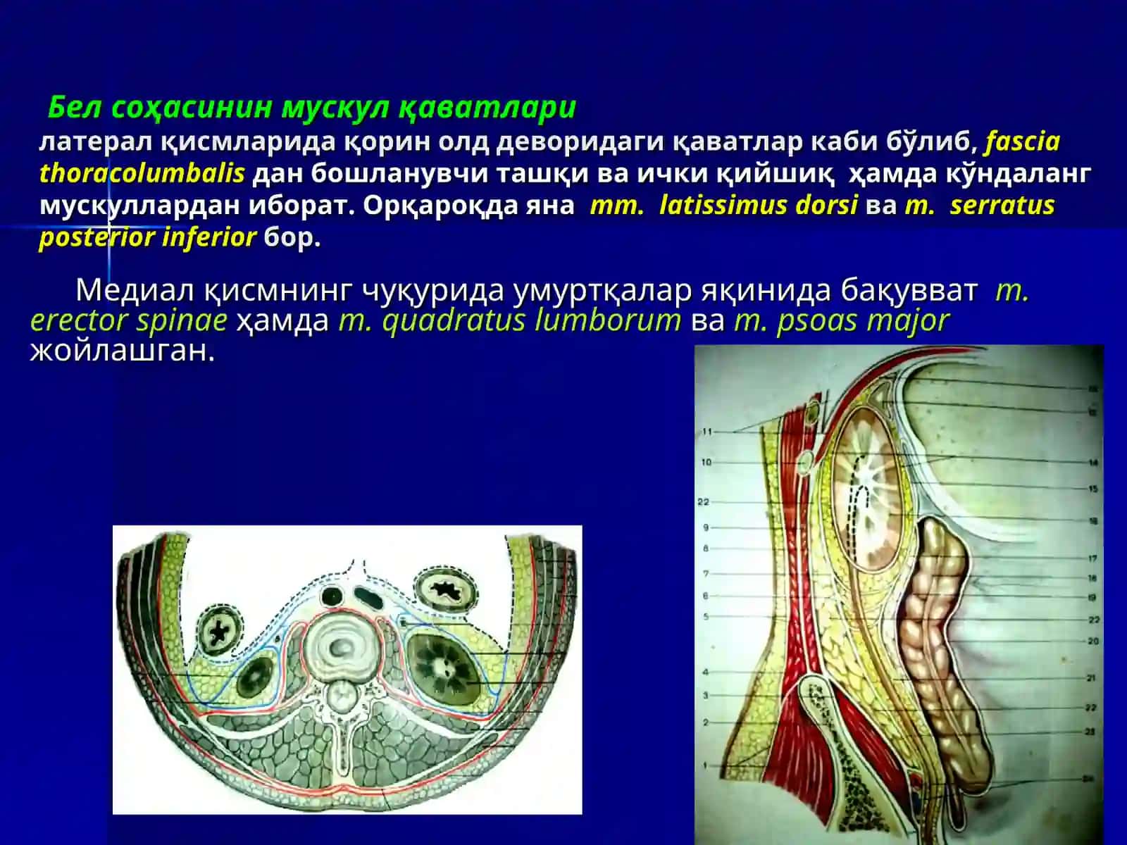 Қоринпарда орти бўшлиқнинг жарроҳлик анатомияси 4