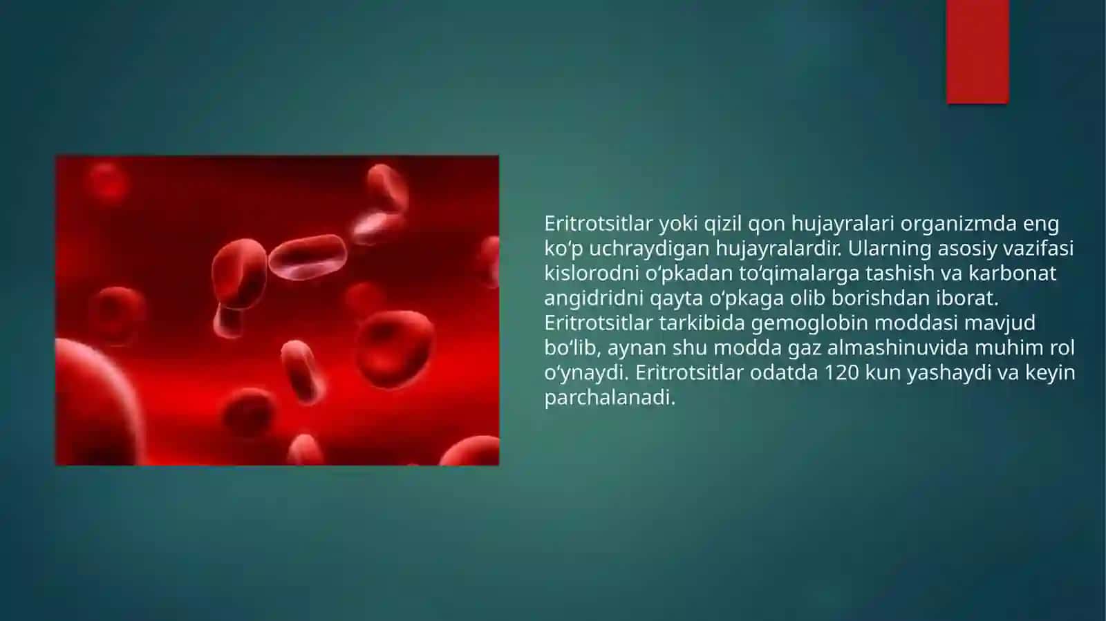 Qon hujayralarining fiziologiyasi va reprativ regniyatsiyasi mexanizmlari 4