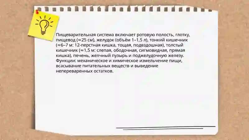 Ovqat hazm qilish sistemasi 4