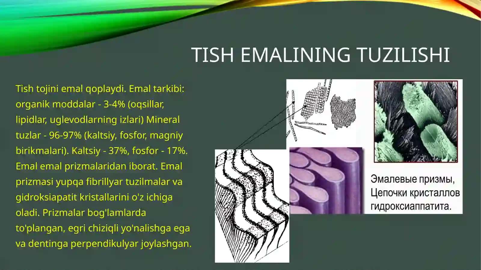 Tishning qattiq to'qimalari. Tuzilishi va funktsiyalari 4