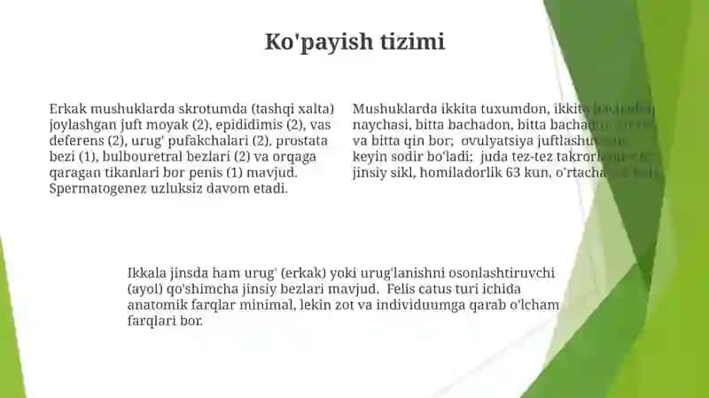 Kattalar gavda tuzilishining tiplari 4
