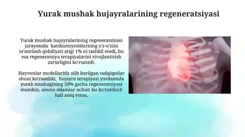 Yurak muskullari regeneratsiyasi 4
