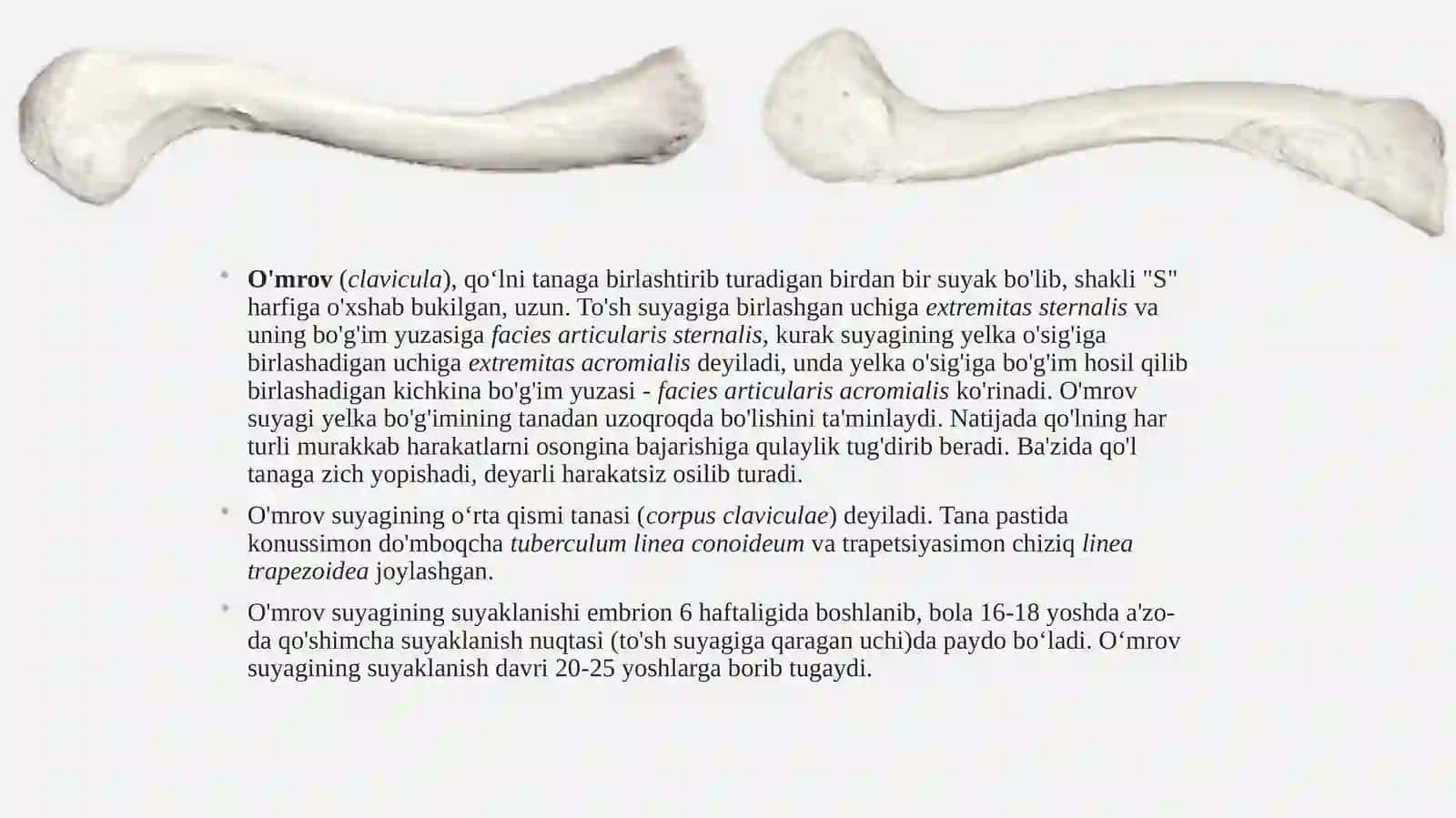 Yelka kamari va qo’l erkin suyaklari qismi suyaklari: tuzilishi, yoshga doir xususiyatlari 4