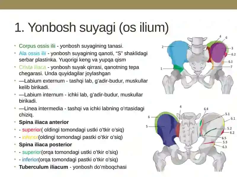 Chanoq KAMARI VA OYOQ ERKIN QISMI SUYAKLARI: TUZILISHI, YOSHGA DOIR XUSUSIYATLARI 4