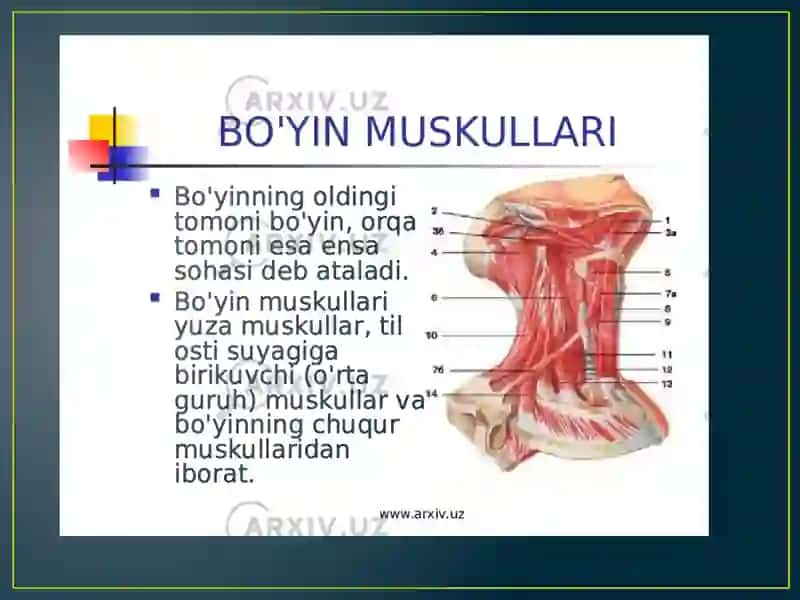 Bo’yin muskul va fassiyalarining tuzilishi 4