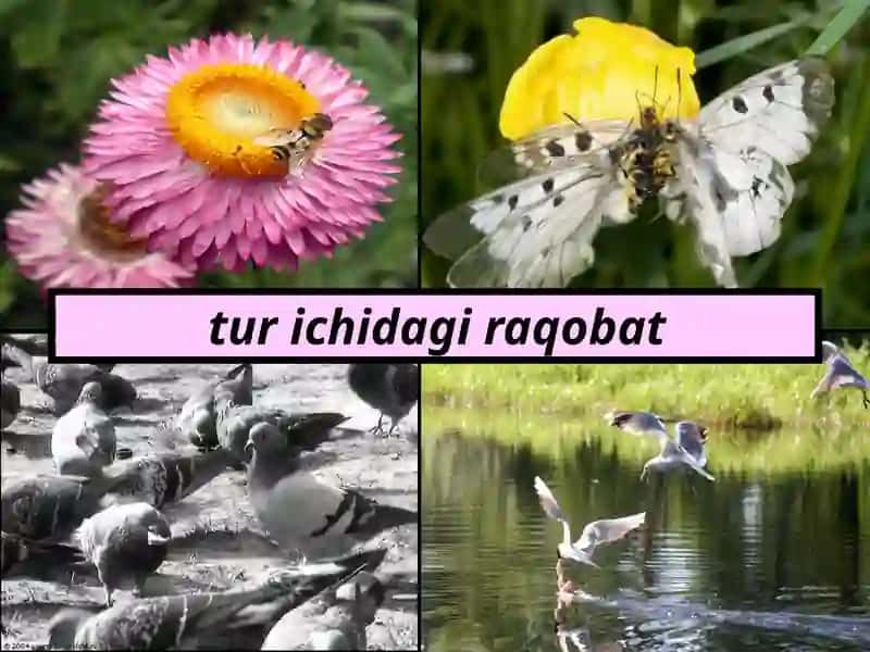 TIBBIY PARAZITOLOGIYA. PARAZITIZMNING TIBBIY VA BIOLOGIK ASOSLARI . 4