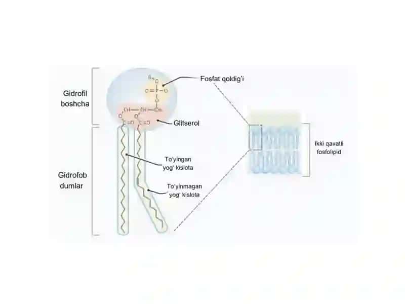 HUJAYRA MEMBRANASI 4