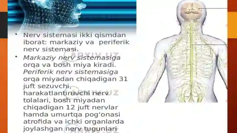 Nerv sistemasining tuzilishi va fiziologiyasi 4
