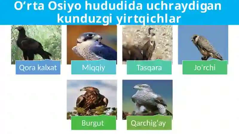 Zoologiya fanidan taqdimot. Yirtqich qushlar 4