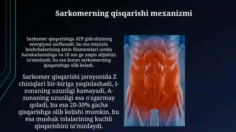 Mushak qisqarish mexanizmning morfologik asoslari 4