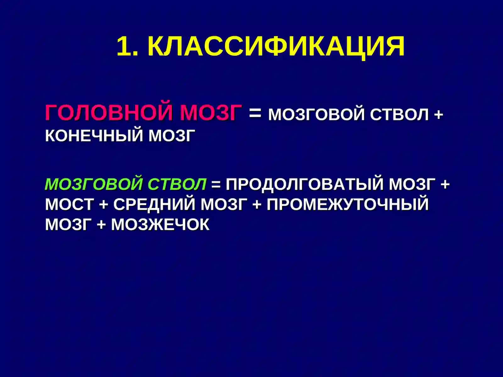 ГОЛОВНОЙ МОЗГ.СТВОЛ МОЗГА 4