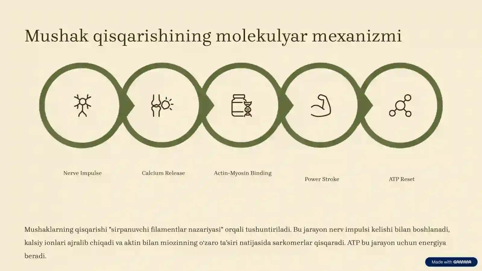 Mushaklar toʻgʻrisida umumiy maʼlumotlar va fiziologiyasi 4