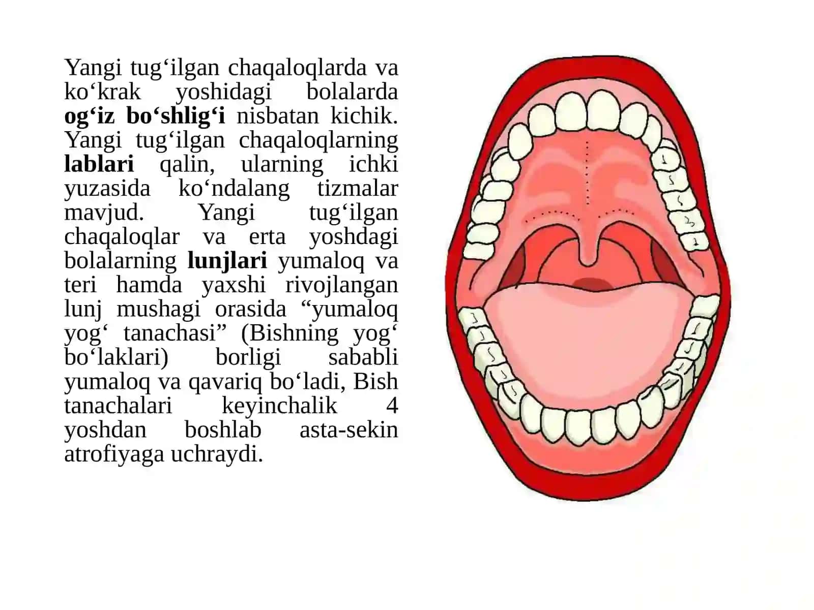 Bolalarda me’da va ichaklarning anatomo-fiziologik xususiyatlari 4