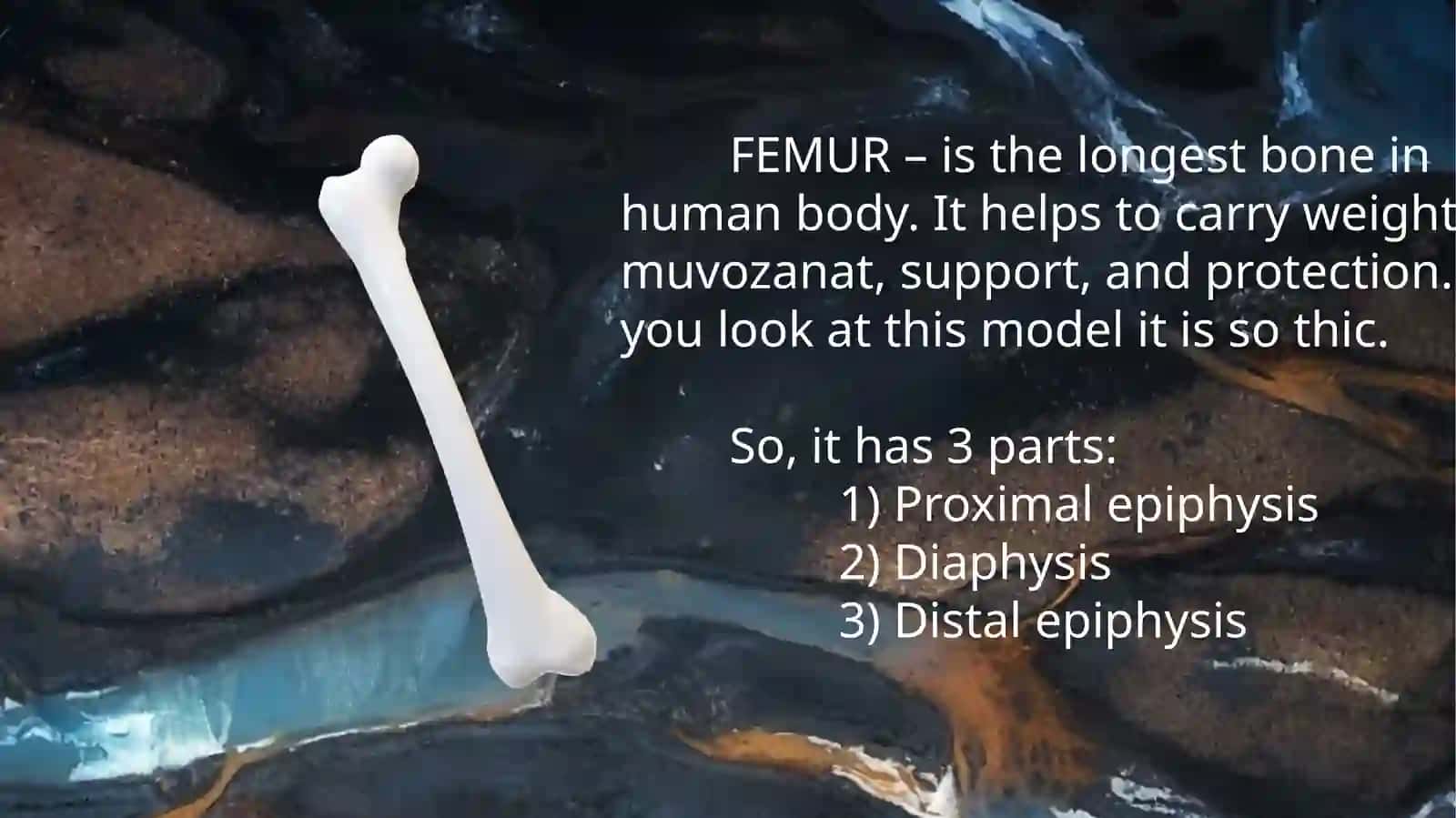 FEMUR 4