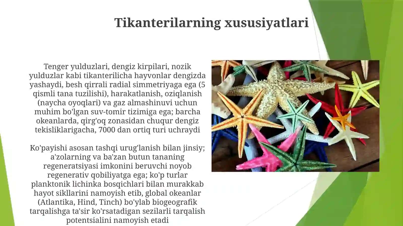Qum dollarlari (Clypeasteroida tartibi) 4