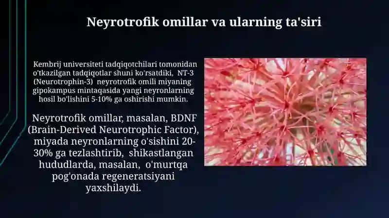 Nerv tòqimasining degeneratsiyasi va regeneratsiyasi mexanizmlari 4