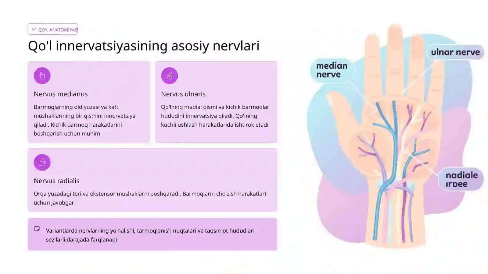 Qo'l va oyoq terisi va mushaklari innervasiyasining variant anatomiyasi 4
