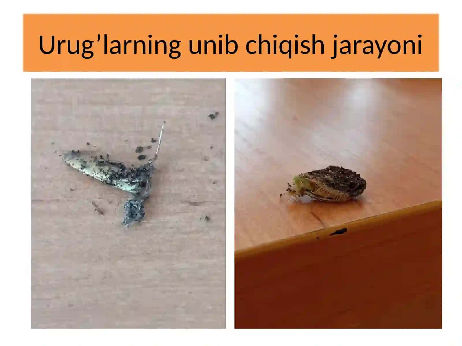 Biotexnalogiya yo’nalishi 4