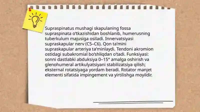 Yelka mushaklari 4