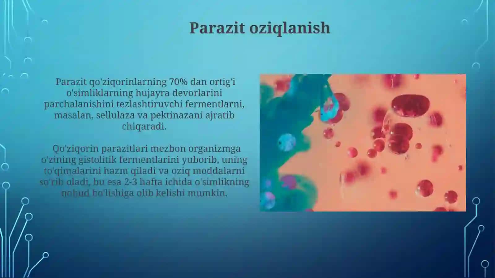 Zambaraklarning oziqlanishi: saprofitizm va parazitizm 4