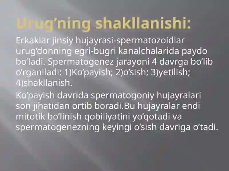 Erkaklar jinsiy a’zolari 4