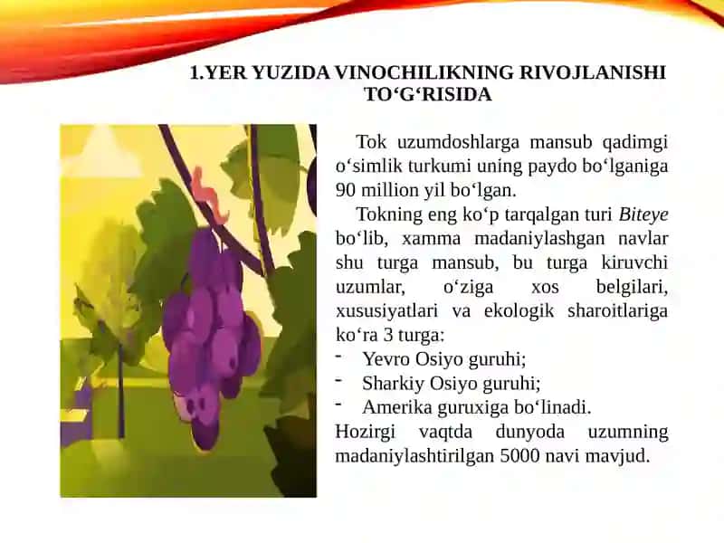 Uzumchilik va sharobchilikni dunyo bo`yicha hozirgi ahvoli, tarixi va rivojlanish istiqbollari 4