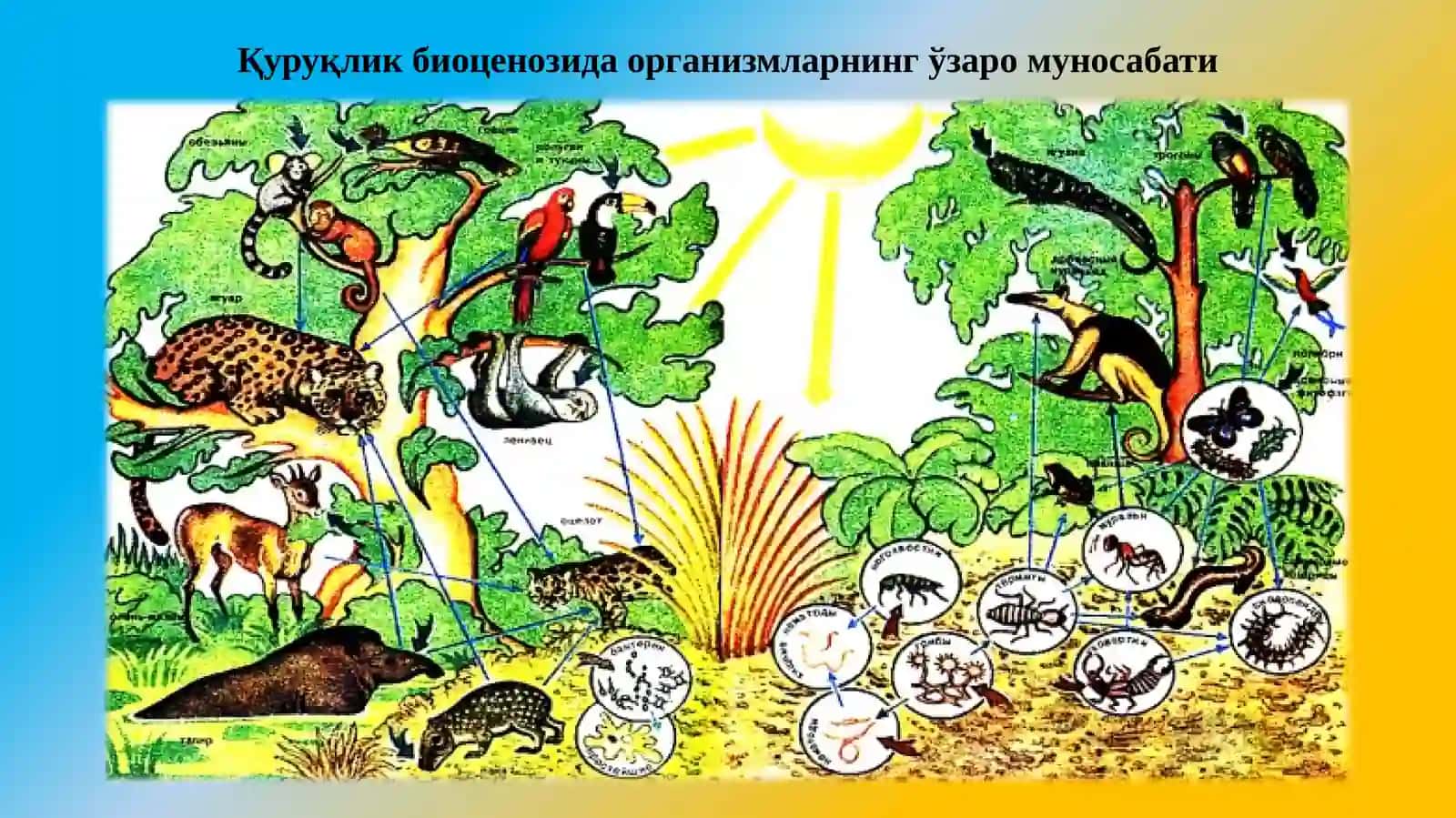 Экотизимлар(ландшафтлар)ва барқарортараққиёт (“яшил” иқтисодиёт) асослари 4
