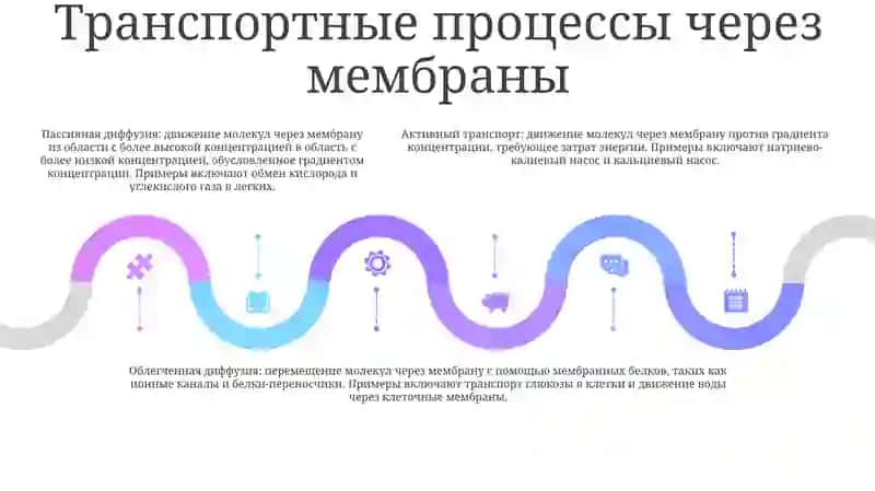 Физические Процессы В Биологичиских Мембраны 4