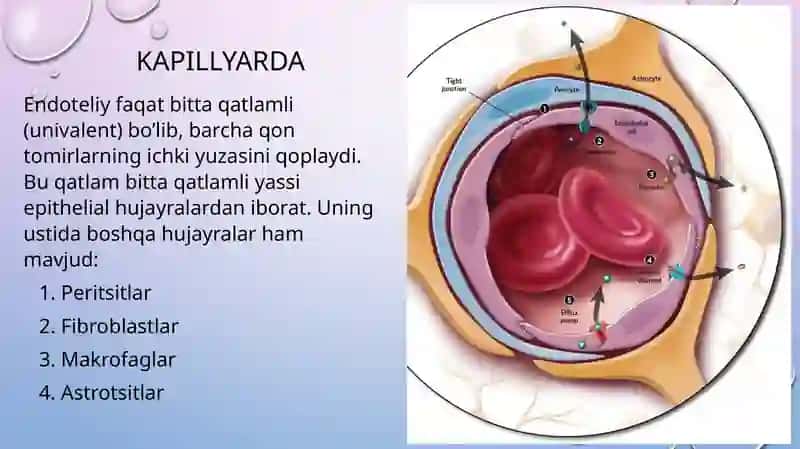 Qon tomir endoteliysi funksiyasi. Gistalogiya 4