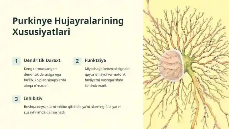 Purkinye Hujayralarining Tashqi Ta'sirlarga va Gipoksiyaga Reaktsiyasi 4