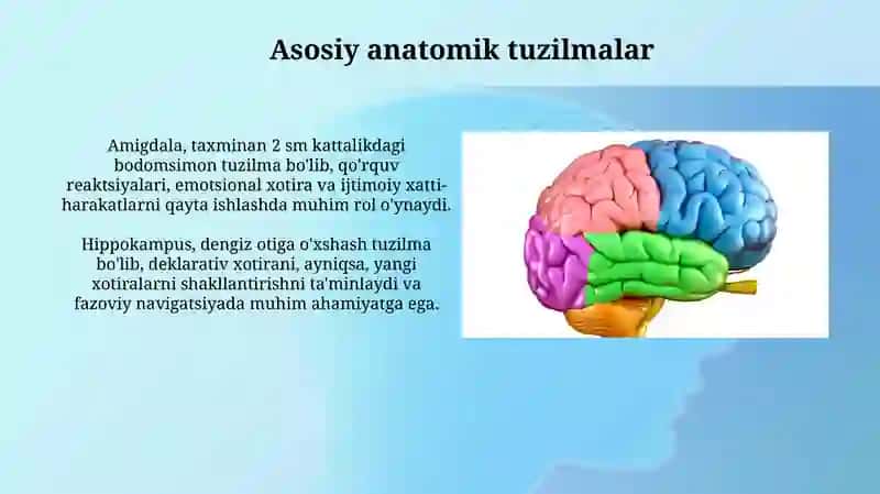 Limbik tizim: funksiyasi, asosiy anatomiy xosilalar. Klinik ahamiyati 4