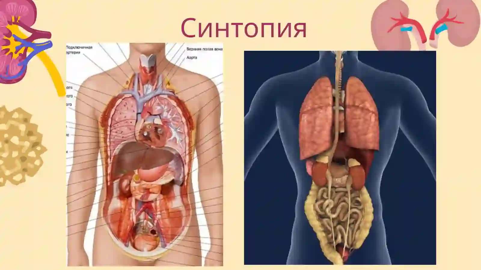 Почки. Мочеточники, мочевой пузырь, мочеиспускательный канал ихвозрастные изменения 4