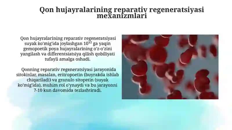 Qon hujayralarining fiziologik va reparativ regeneratsiyasi mexanizmlari 4