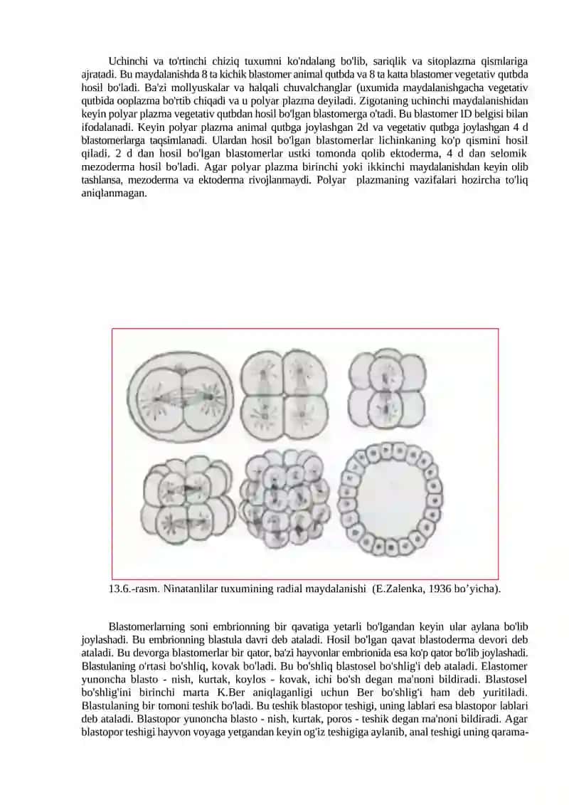 Maydalanish va uning sabablari. Maydalanish oqibatlari. Morula va blastula turlari va farqlari. 4