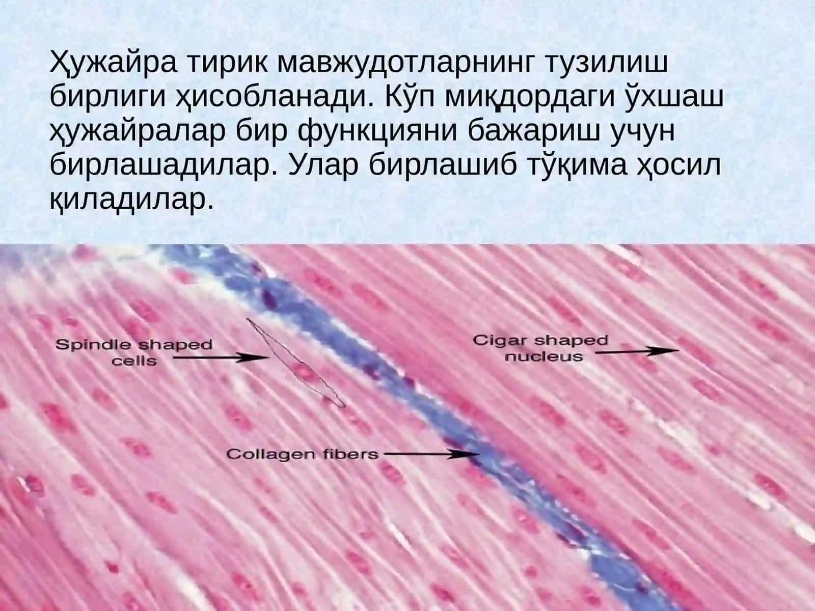 5-sinf Biologiya fanidan ochiq dars ishlanma - Odam organlari sistemasi 4