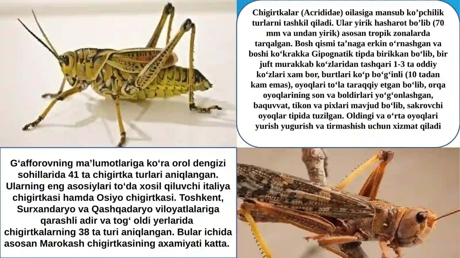 HAMMAXO‘R ZARARKUNANDALAR VA ULARGABIOLOGIKQARSHI KURASH CHORALARI 4
