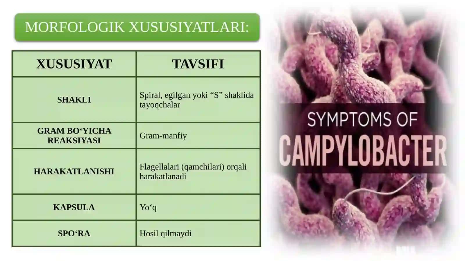KAMPILOBAKTERIYALAR, XELIKOBAKTERIYALAR VA ULARNING AMALIYOTDAGI AHAMIYATI 4